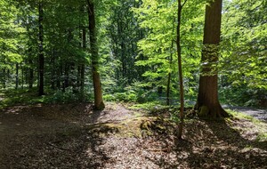 Sortie Forestière pour les Marcheurs