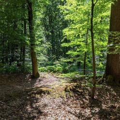 MN SORTIE FORESTIÈRE